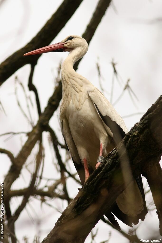 Cigogne blanche, identification