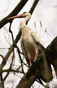 White Stork