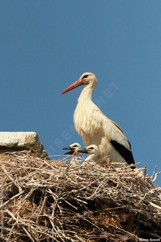 Cigogne blanche, Nidification