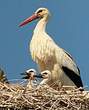 Cigogne blanche