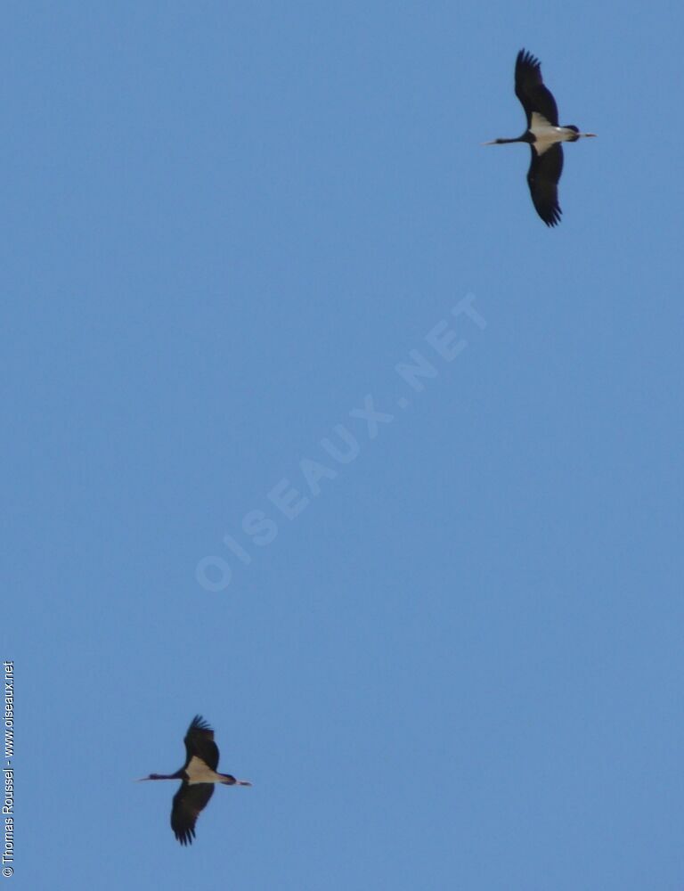 Black Storkadult, Flight