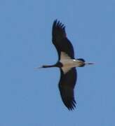 Black Stork