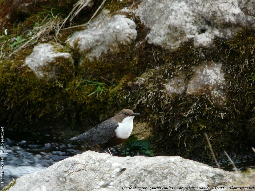 Cincle plongeur, identification