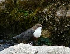 White-throated Dipper