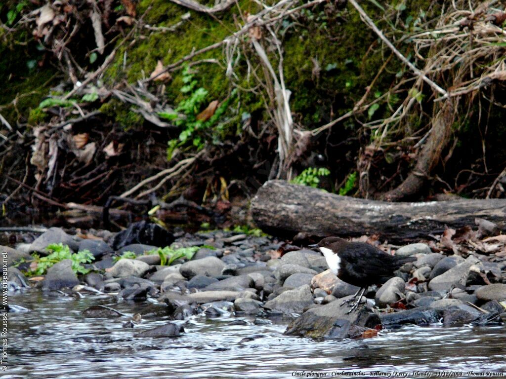 White-throated Dipper