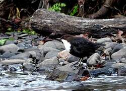 White-throated Dipper