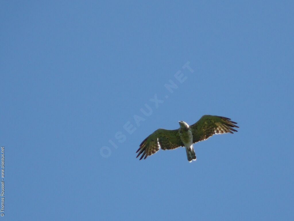 Short-toed Snake Eagleadult, Flight