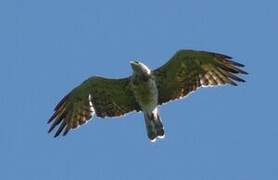 Short-toed Snake Eagle