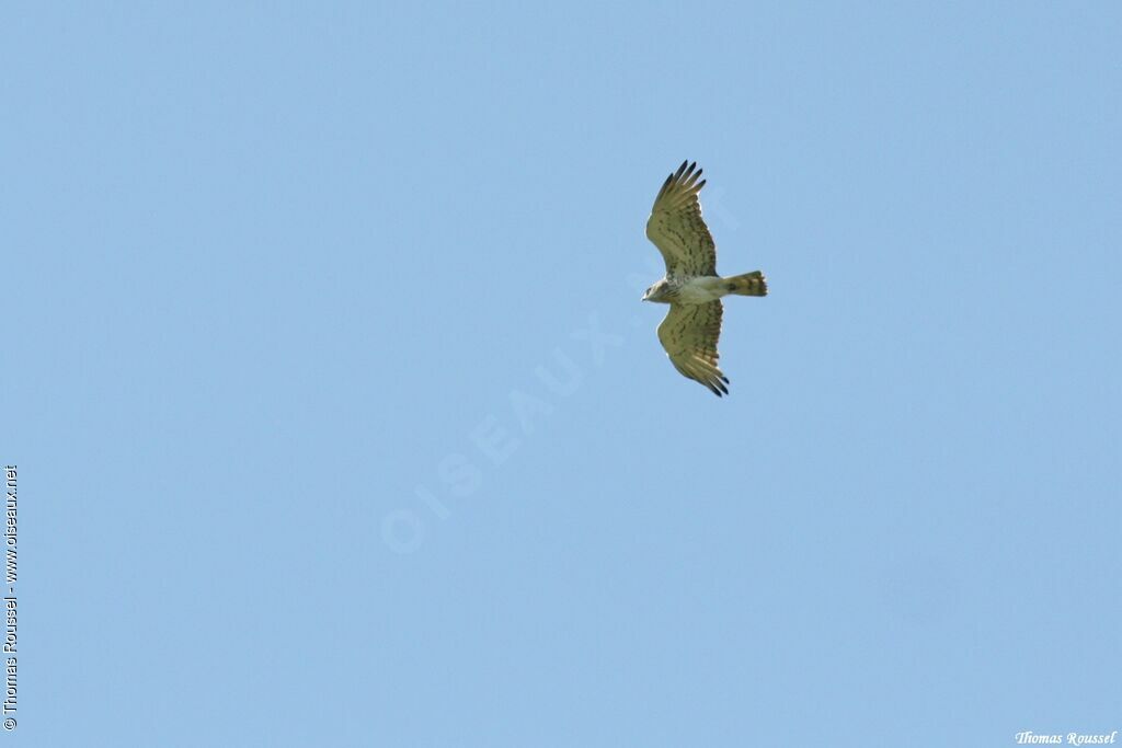 Short-toed Snake Eagle, Flight