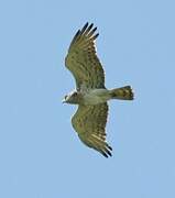 Short-toed Snake Eagle