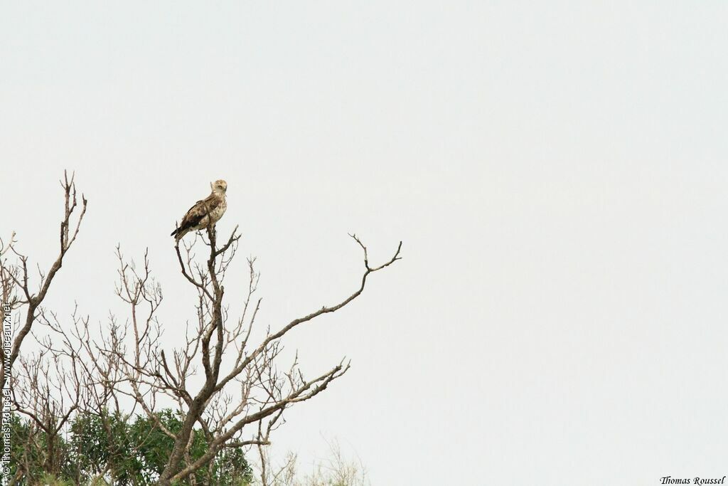 Short-toed Snake Eagle