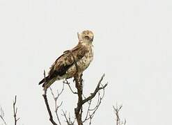 Short-toed Snake Eagle