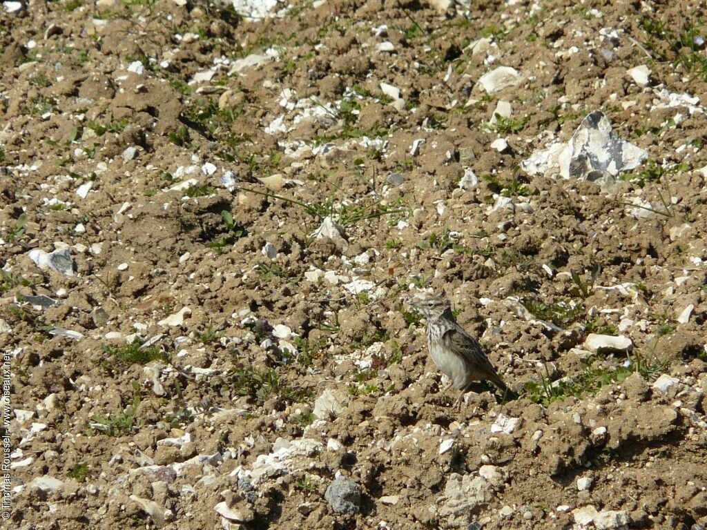 Crested Lark