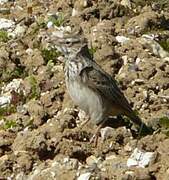 Crested Lark