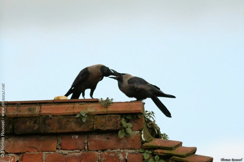 House Crow, Reproduction-nesting, Behaviour