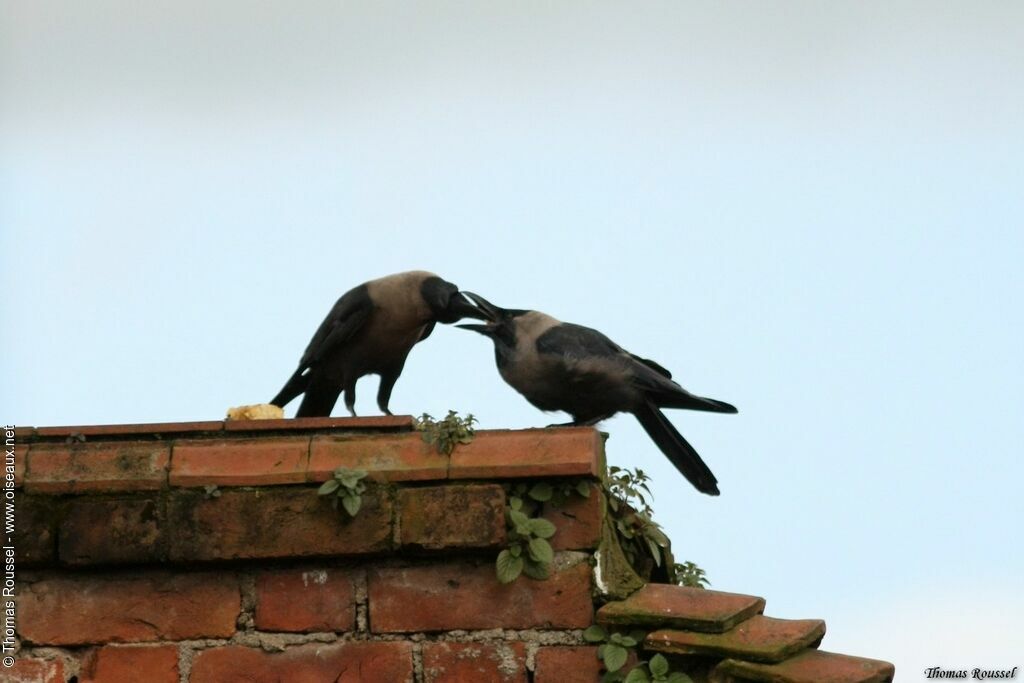 Corbeau familier, Nidification, Comportement