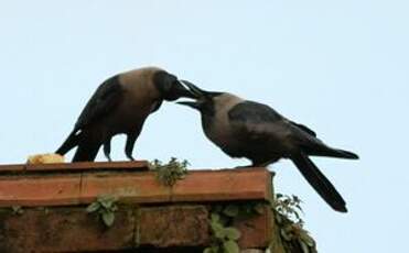 Corbeau familier