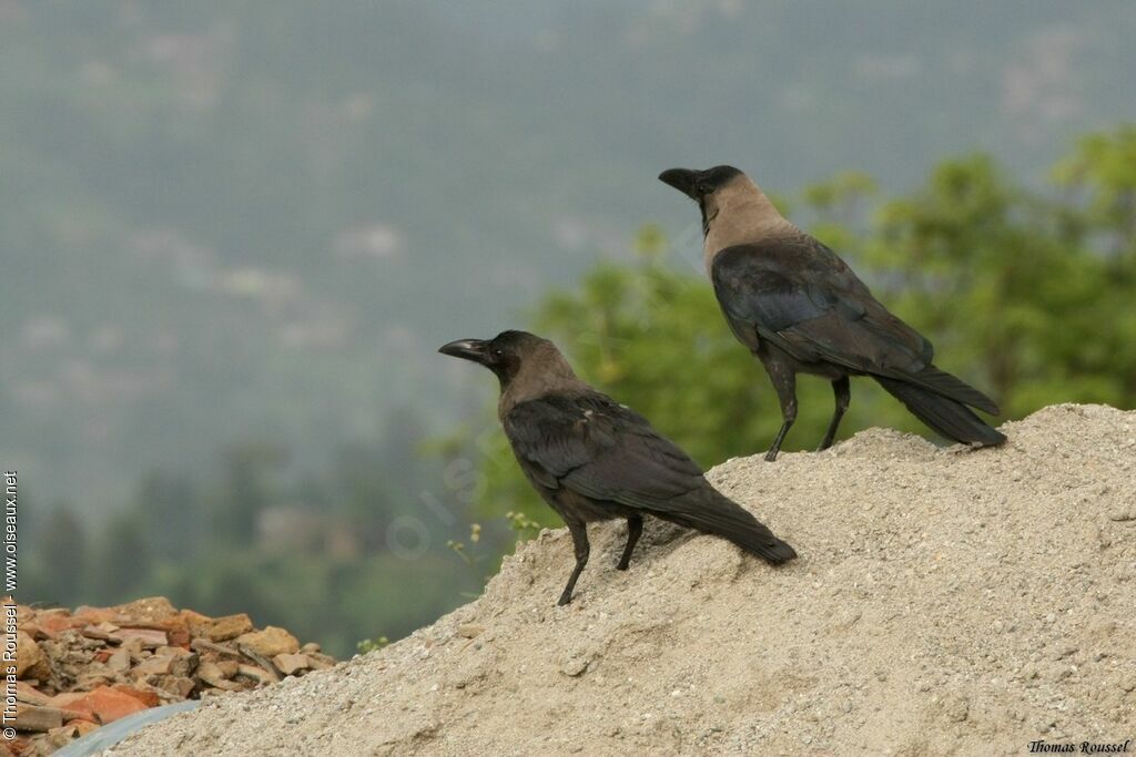 House Crow, identification