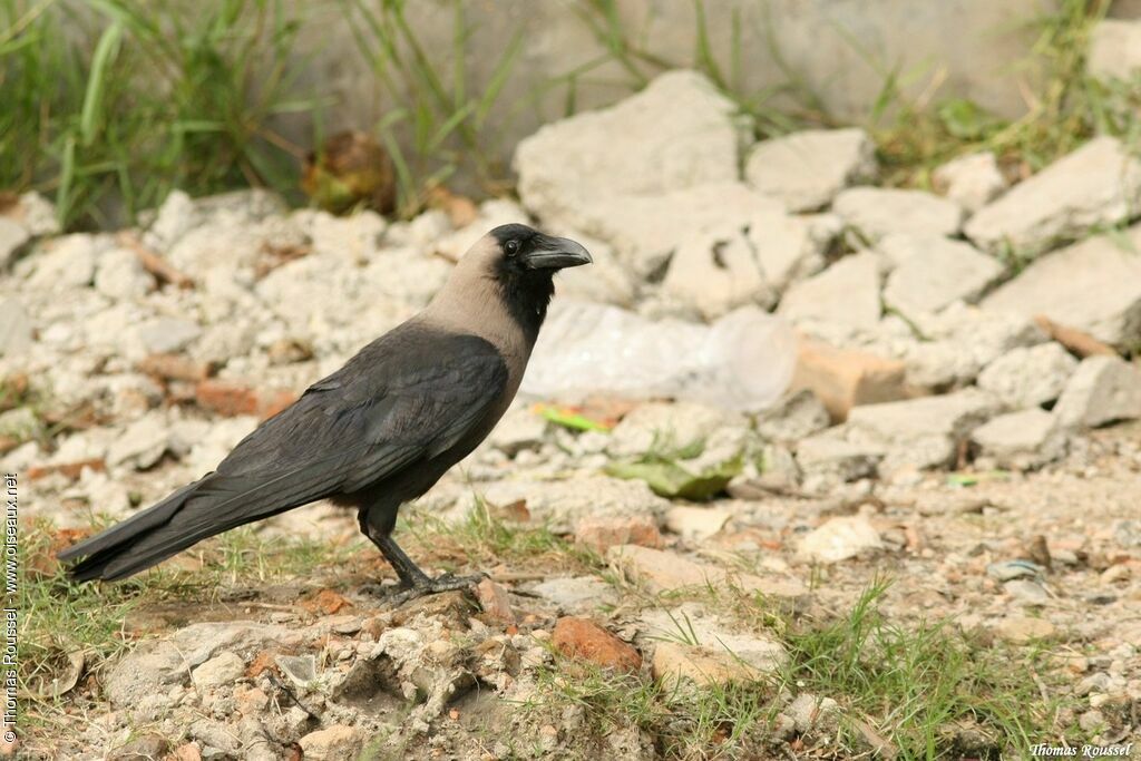 Corbeau familier, identification