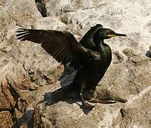 European Shag