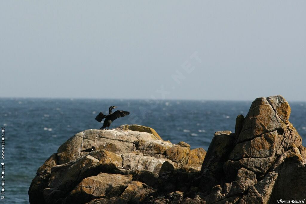 European Shag