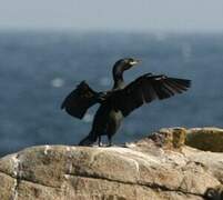 European Shag