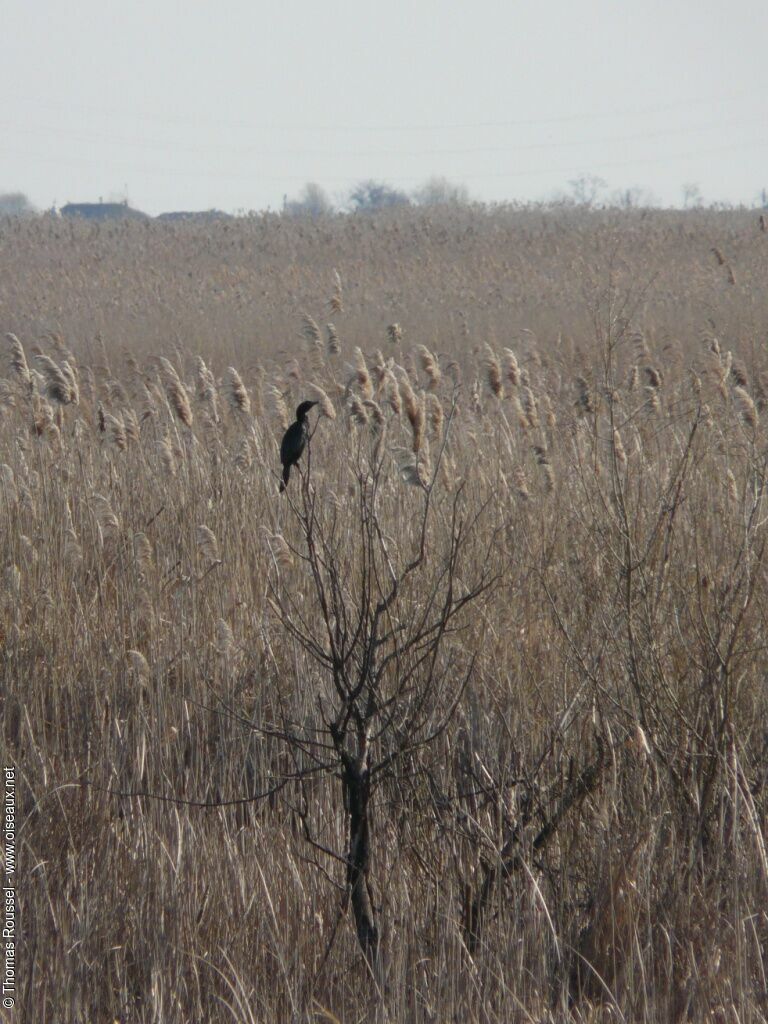 Pygmy Cormorant