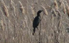 Pygmy Cormorant