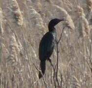 Pygmy Cormorant