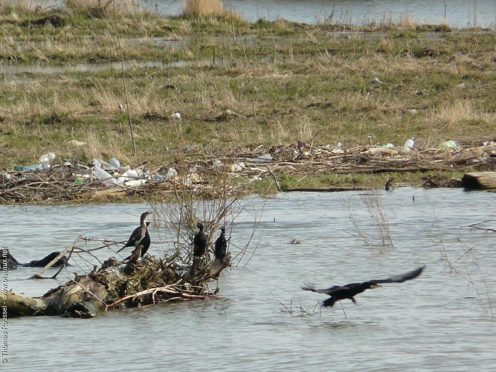 Cormoran pygmée, identification