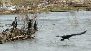 Pygmy Cormorant