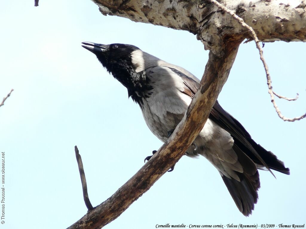 Hooded Crowadult breeding, song