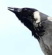 Hooded Crow