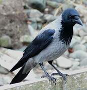 Hooded Crow