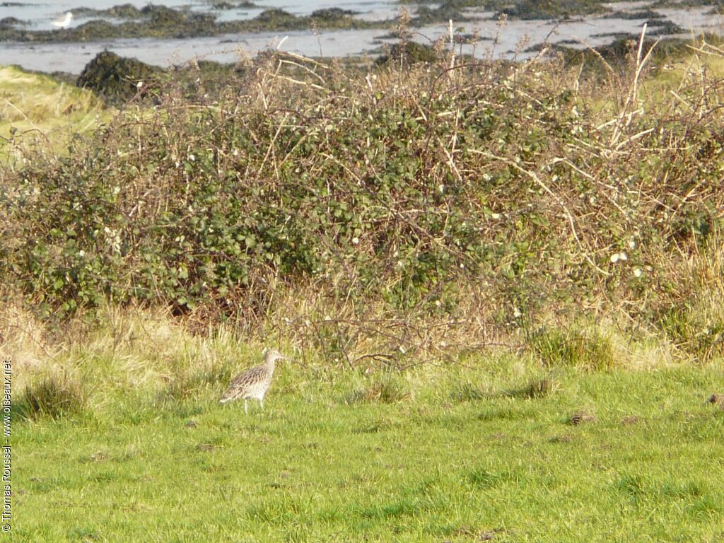 Eurasian Curlew