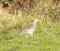 Eurasian Curlew