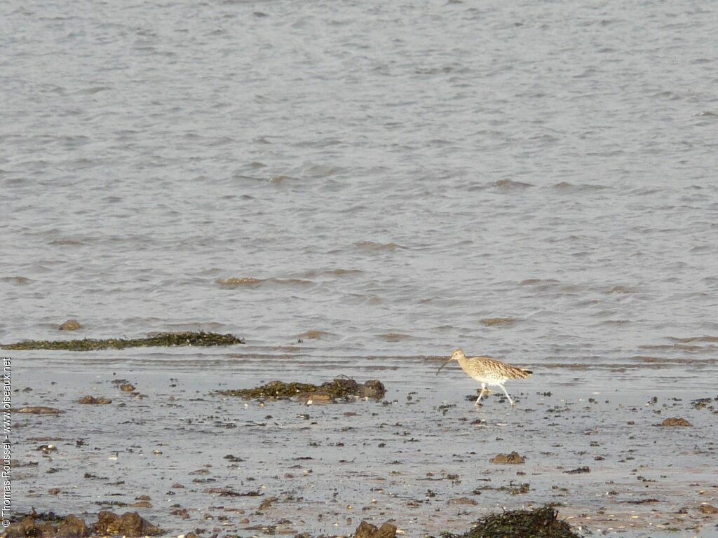 Courlis cendré, identification