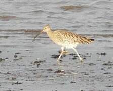 Eurasian Curlew