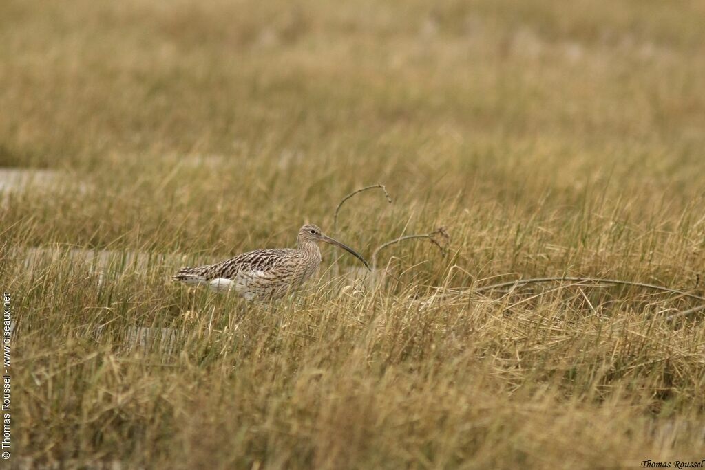 Courlis cendré, identification