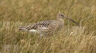 Eurasian Curlew