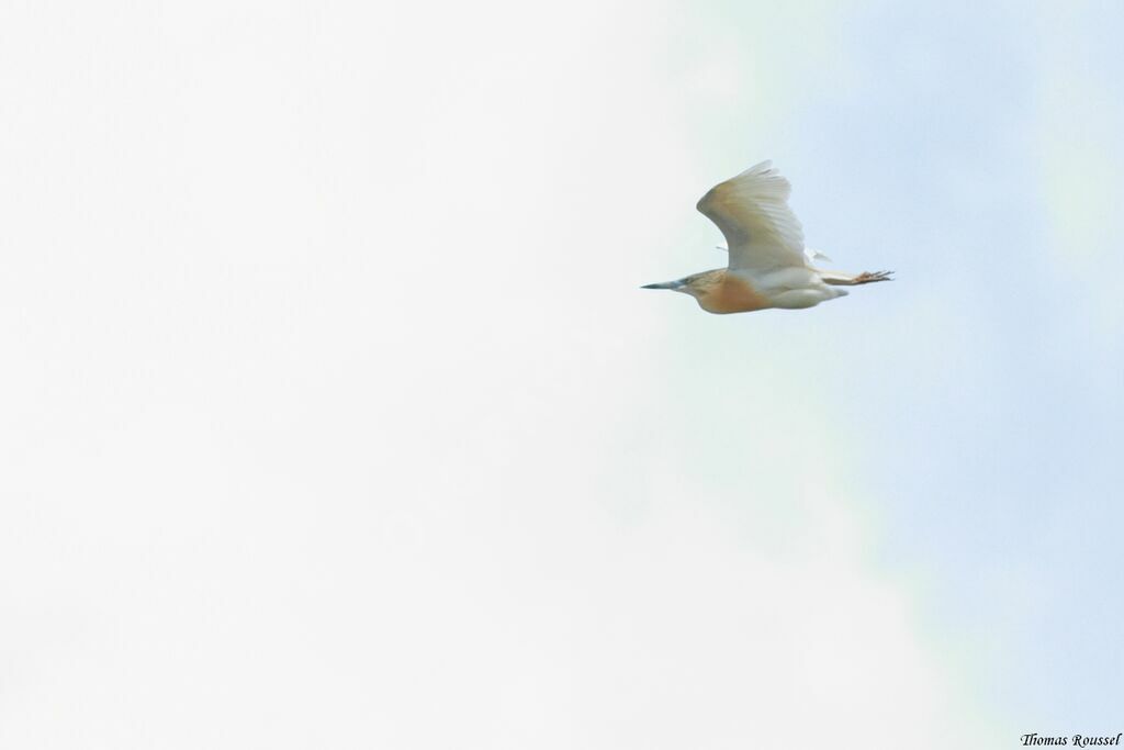 Squacco Heron