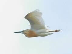 Squacco Heron