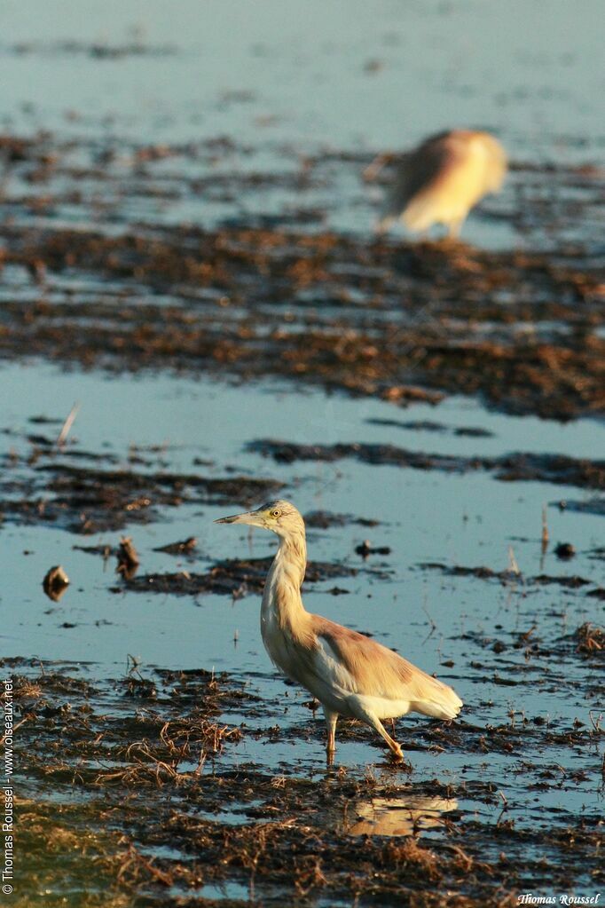 Squacco Heron adult