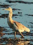 Squacco Heron