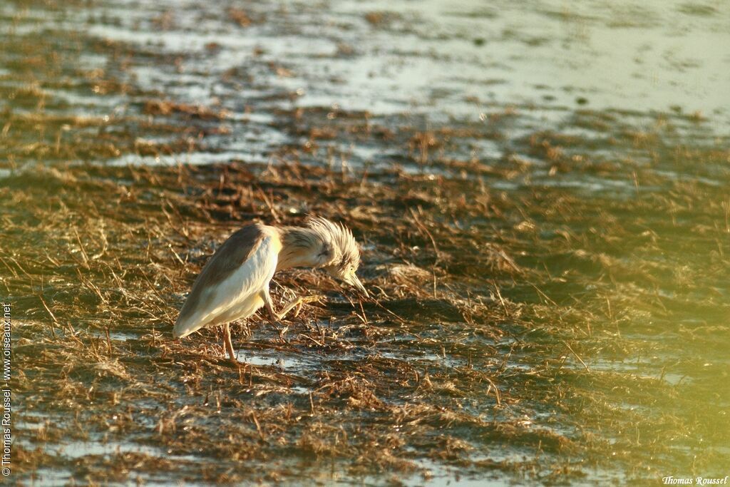 Squacco Heron, Behaviour