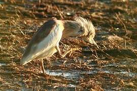 Squacco Heron