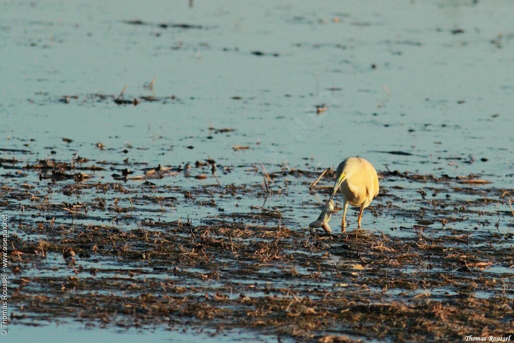 Squacco Heron, feeding habits