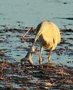 Squacco Heron