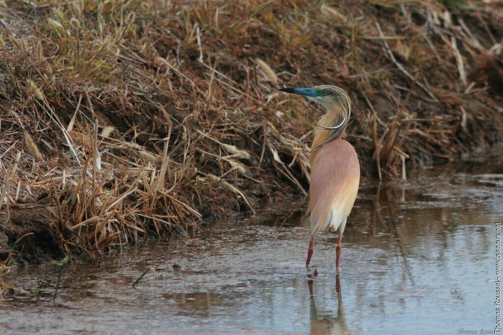 Squacco Heronadult breeding