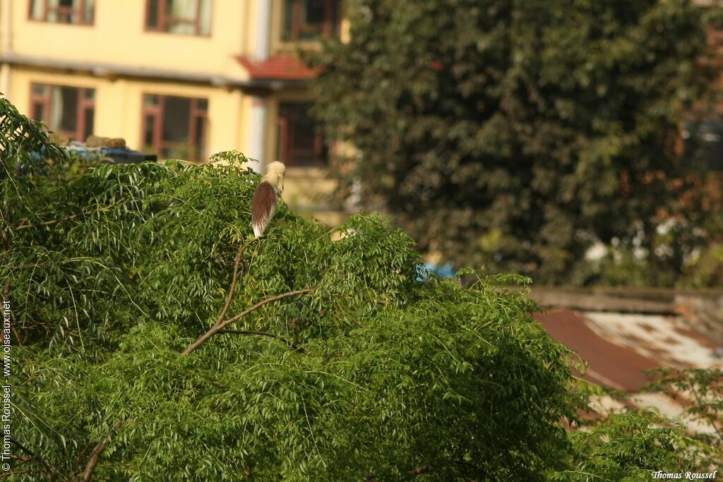 Indian Pond Heron